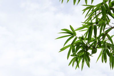 Low angle view of leaves against sky