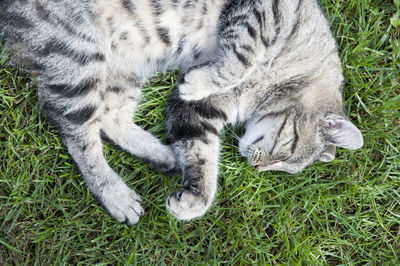 Close-up of rabbit on grassy field
