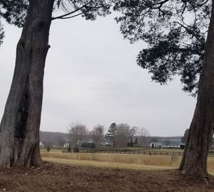 Trees on field against sky