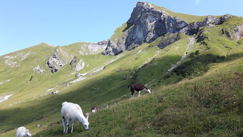 Sheep grazing on landscape against clear sky