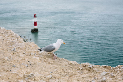 Seagull perching on rock by sea