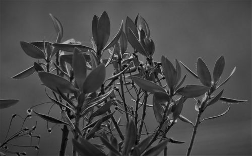 Low angle view of flowering plant against sky