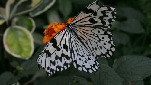 Close-up of butterfly on leaf