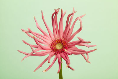Close-up of pink flower against green background