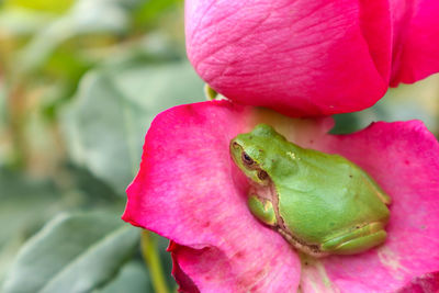 Close-up of pink flower
