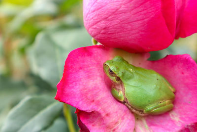 Close-up of pink flower