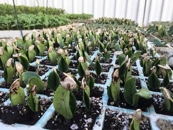 Close-up of succulent plants in greenhouse