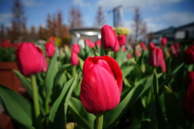 Close-up of pink tulips