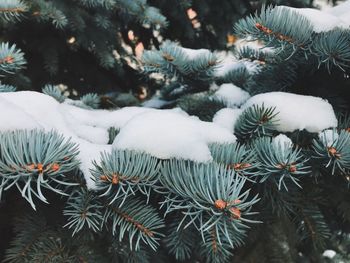 Close-up of snow on pine tree