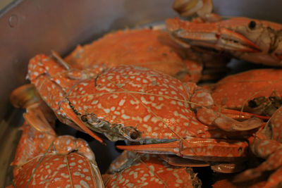 dungeness crab