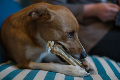 Close-up of a dog looking away