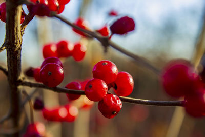 Close-up of red berries growing on tree