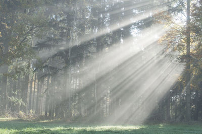 Scenic view of trees