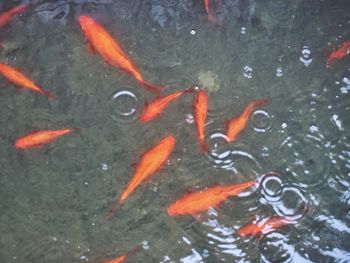 High angle view of koi carps swimming in lake