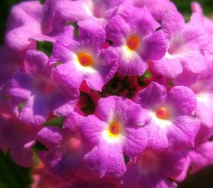 Close-up of pink flowers