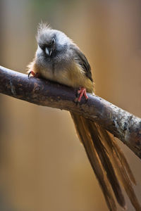 Close-up of bird perching on branch