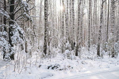 Trees in snow