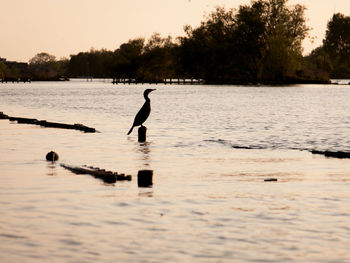 Swimming in lake