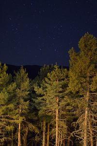 Scenic view of trees against sky at night