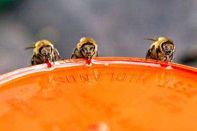 Close-up of bee