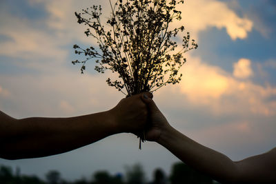 Hands holding plant against sky during sunset