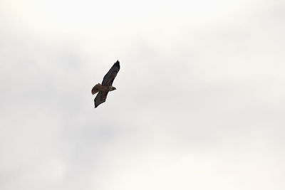 Low angle view of seagull flying in sky