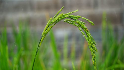 Close-up of crop growing on field