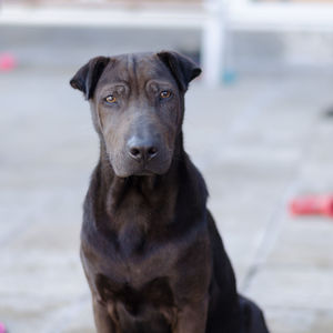 Close-up portrait of black dog