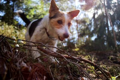 Portrait of a dog on field