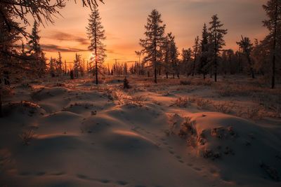 View of trees in forest during sunset