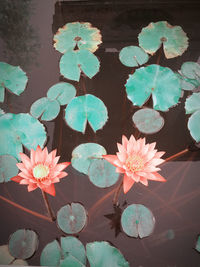 Pink lotus water lily in pond