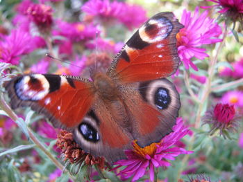 Close-up of butterfly on purple flower