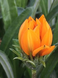 Close-up of orange flowers