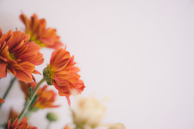 Close-up of red flowering plant against white background