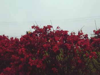 Low angle view of red flowering plants against clear sky