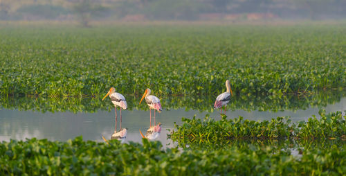 Birds on a field