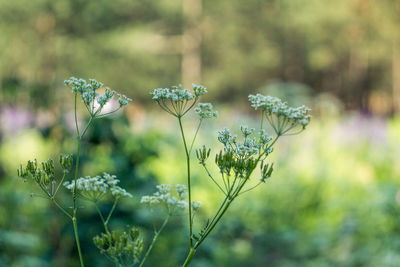 Close-up of flowers blooming outdoors