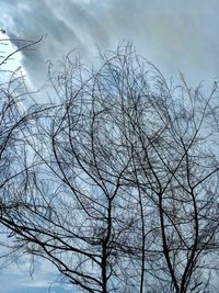 Low angle view of bare tree against sky