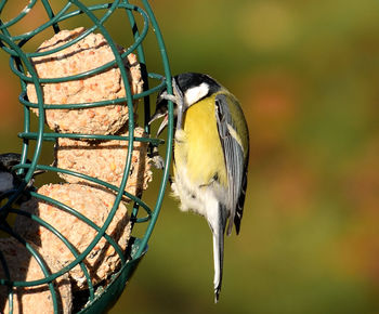 Close-up of bird perching on feeder