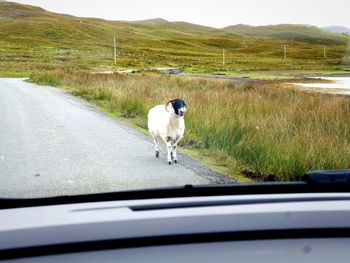 Country road in rural landscape