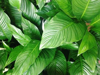 Full frame shot of leaves