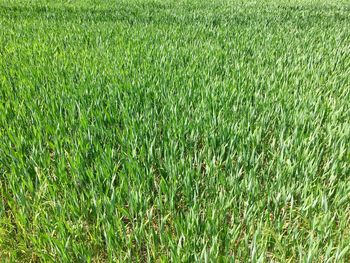 Full frame shot of fresh green field