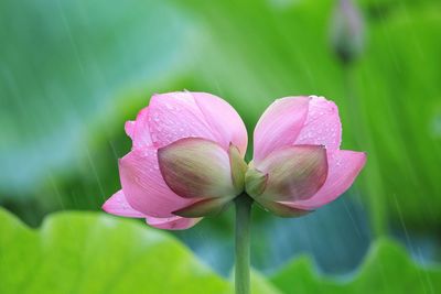 Close-up of pink water lily