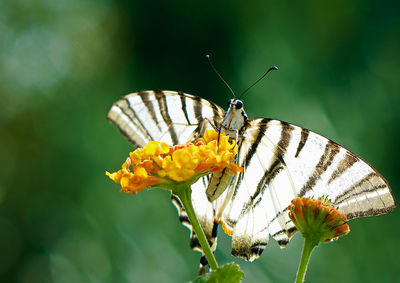 Close-up of butterfly pollinating on flower