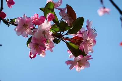 Low angle view of cherry blossoms against sky