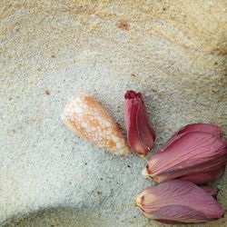 Close-up of leaf on beach