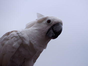 Close-up of a bird