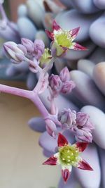 Close-up of pink flowering plant