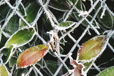 Close-up of frozen leaves