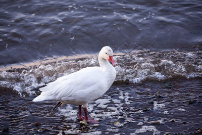 Seagull on beach